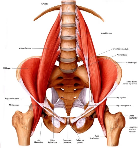 gruppo-yoga-forlimpopoli-atman-ileopsoas